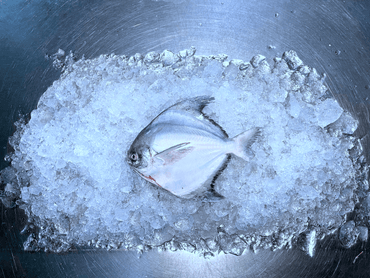 White Pomfret 白鲳鱼 - The Good Fish